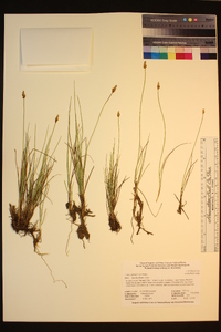 Carex subnigricans image